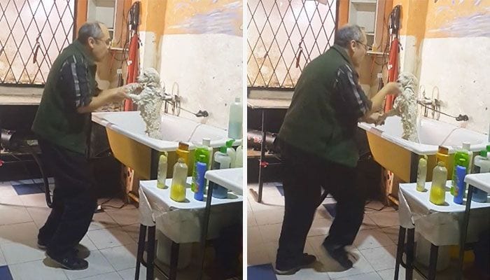 Este hombre adora tanto su trabajo bañando perros, que no puede evitar hacerlo bailando