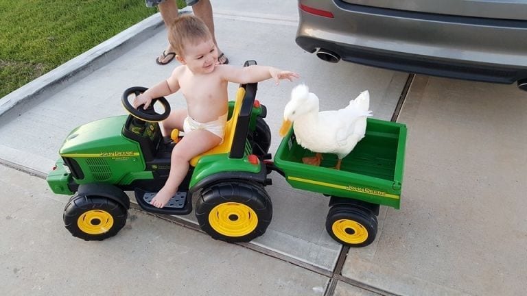 El mejor amigo de este bebé tiene plumas y patas palmeadas