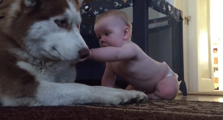 Se hace el duro, pero este husky no tiene nada que hacer ante los encantos de su bebé