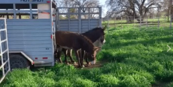 Liberan a unos burros de un establo y esta es su reacción al pisar la hierba por primera vez