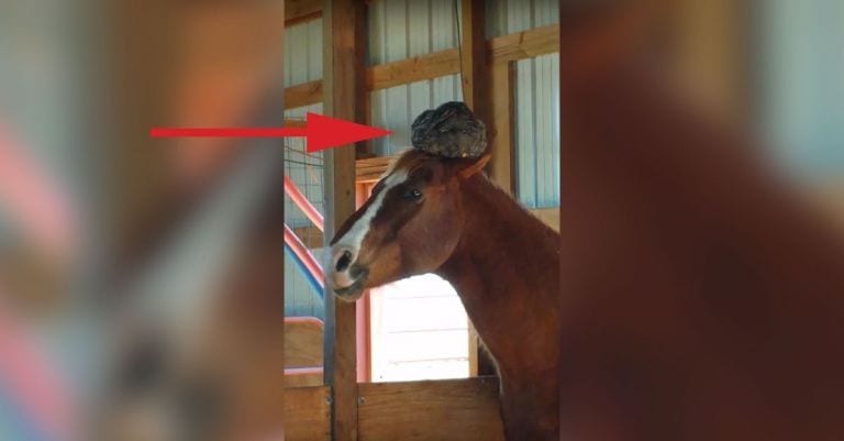 Su caballo tenía algo en la cabeza y cuando descubrió qué era no podía parar de reír