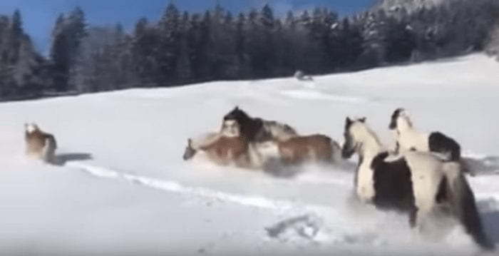 caballos nieve