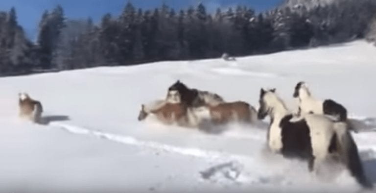La nieve es el paraíso para los caballos, o al menos para estos