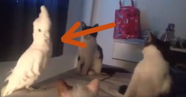 Esta cacatúa sólo quiere ser un gato y maullar junto a sus amigos felinos