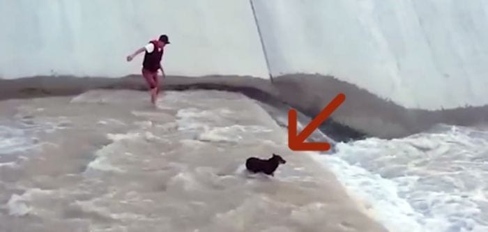 cadena humana rescate perrodestacada