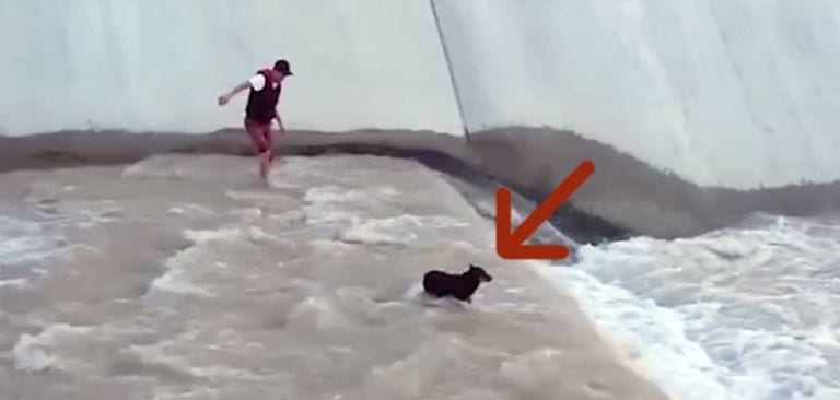 Hizo falta mucho ingenio para rescatar a este perro atrapado en el agua