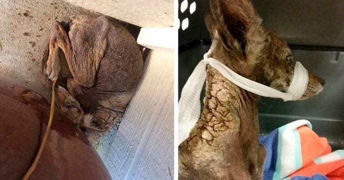 coyote perro rescatado