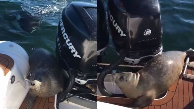 Una foca es perseguida por orcas y salta a una barca para salvar la vida