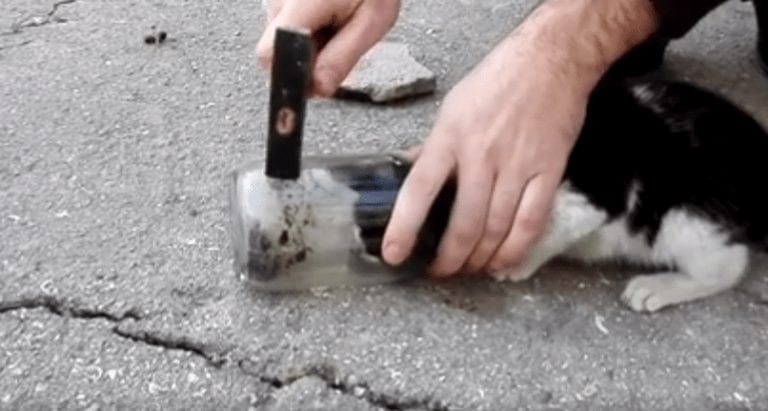 Este gato metió la cabeza en un bote de cristal. Mira lo que tuvieron que hacer para liberarlo