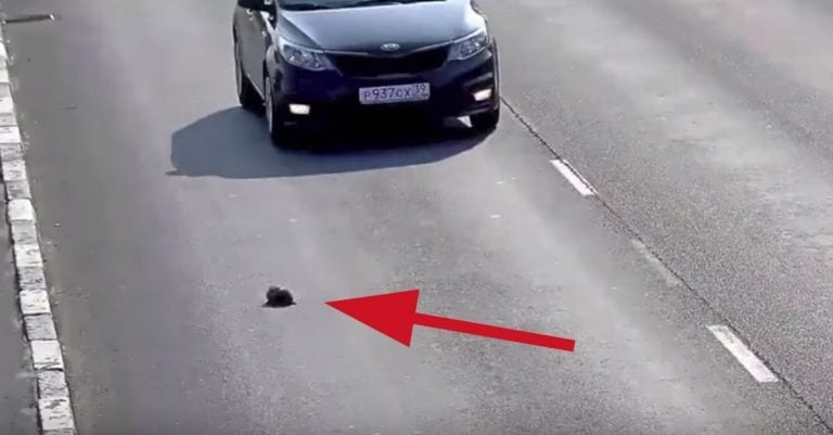 Un conductor para en mitad de la autopista para salvar a un gatito en apuros