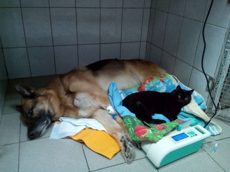 Conoce al gato que disfruta ayudando a los animales con problemas de salud
