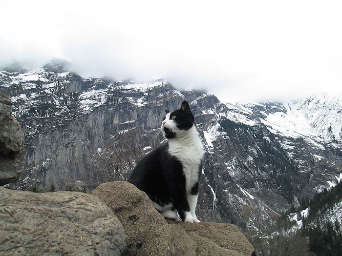 Si te pierdes en la montaña, querrás encontrarte con este gato