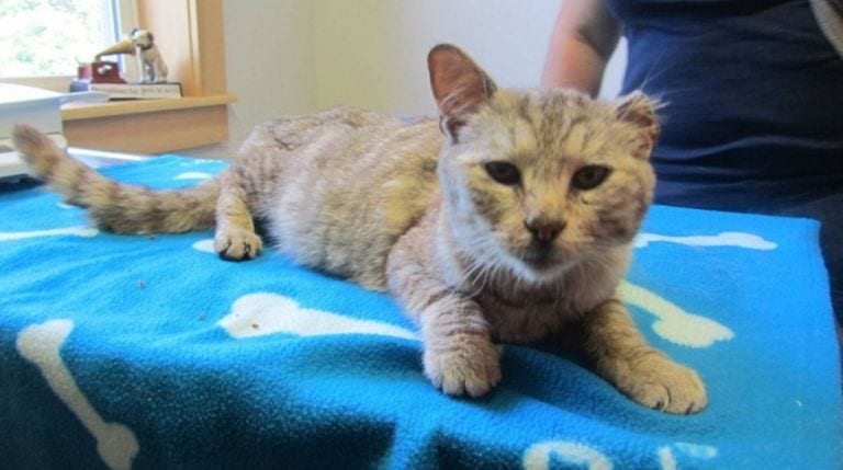 Su gato desapareció y ya lo daban por perdido. 19 meses después, volvió a casa