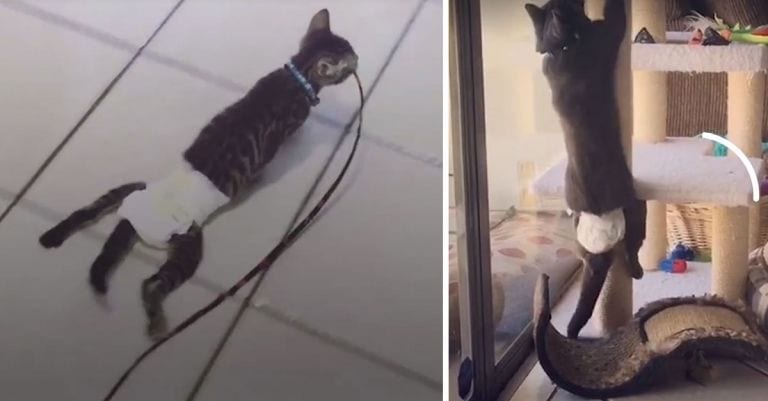 Nacieron con un problema en sus patas y han demostrado que nada va a pararles