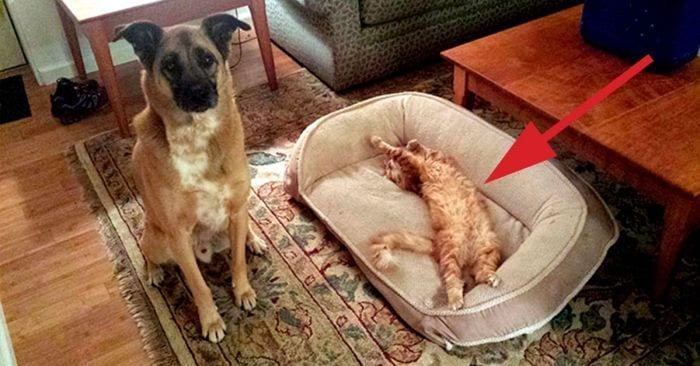 gatos roba camas perros