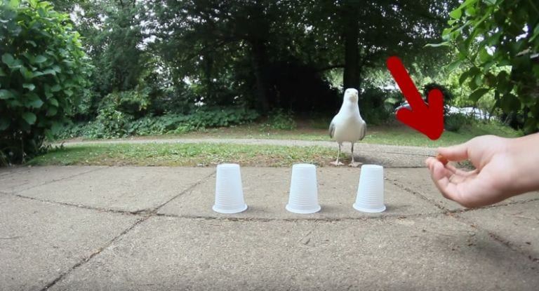 Esta gaviota es la peor pesadilla de cualquier trilero