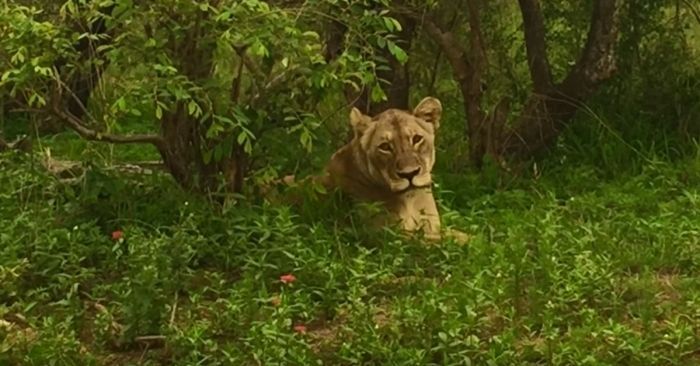 leona reencuentro manada 01