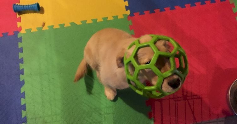 16 imágenes que te muestran la realidad de la vida con mascotas