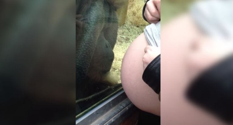 La reacción de un orangután al ver a una mujer embarazada te dará qué pensar