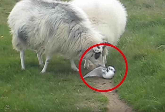 ovejas ayudan pajaro destacada