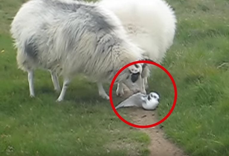 Tres ovejas encuentran un pájaro herido e intentan ayudarle a sobrevivir