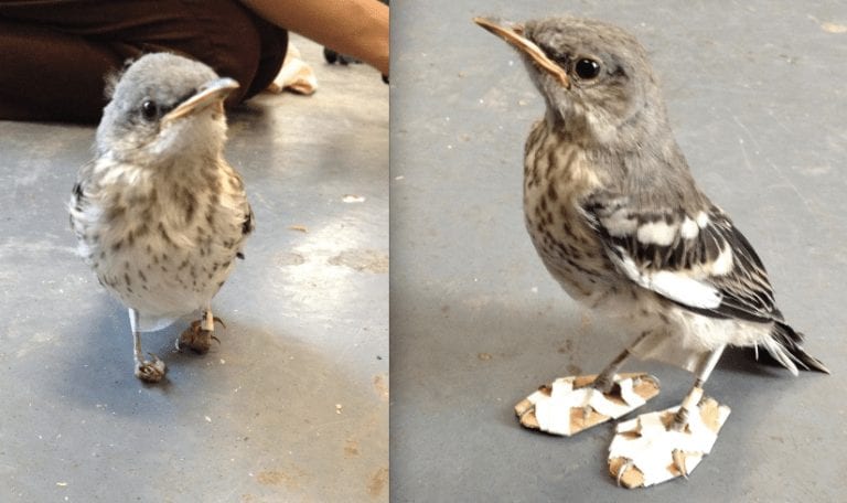 A este pajarito lo salvaron con un poco de creatividad