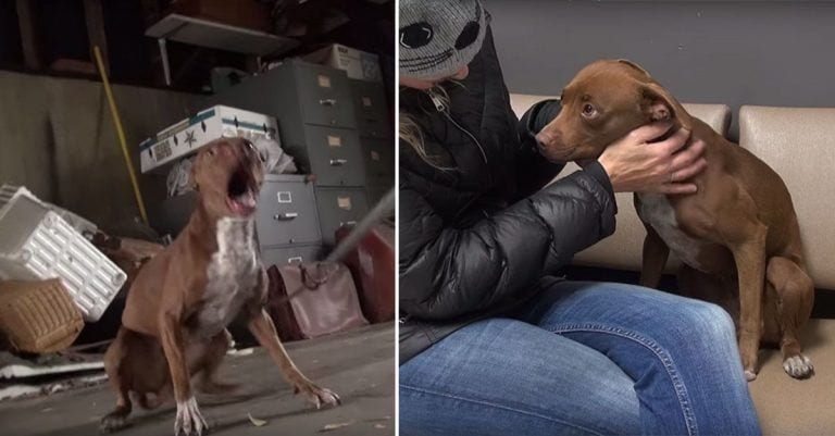 Pasó de perro peligroso a ser la viva imagen de la dulzura, ¿quieres ver cómo lo lograron?
