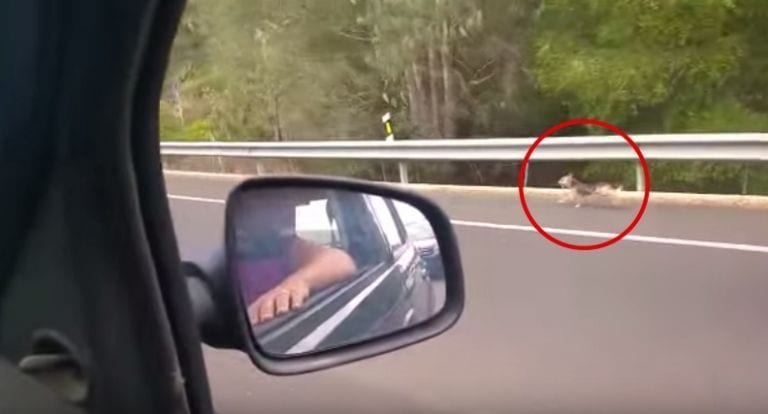Graban a un perro persiguiendo por la autopista el coche de sus dueños después de abandonarlo