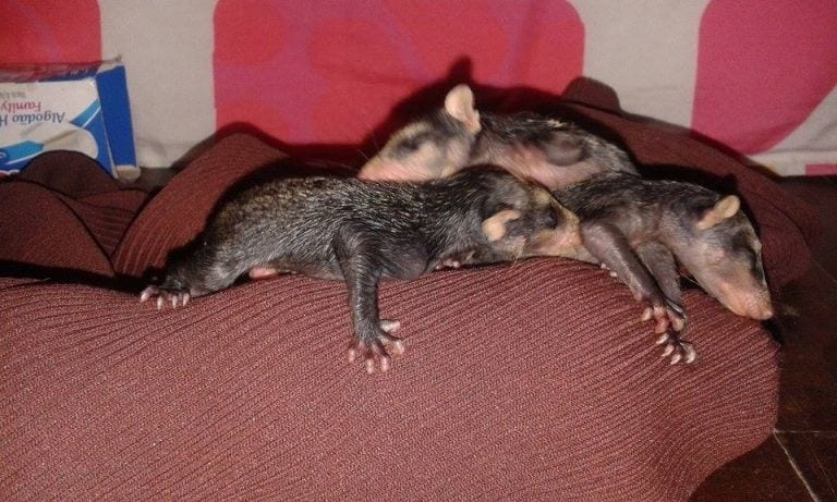 Una perra adopta a cuatro zarigüeyas huérfanas como si fuesen sus cachorros