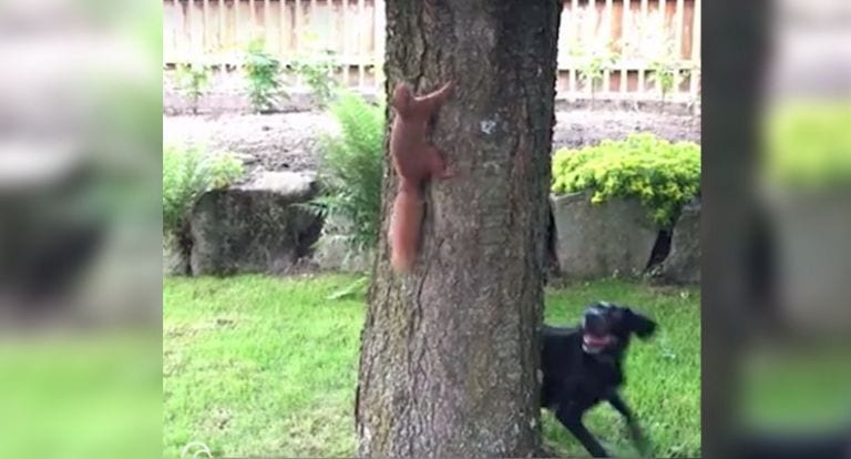 Este perro y esta ardilla sólo necesitan un árbol para pasarlo en grande