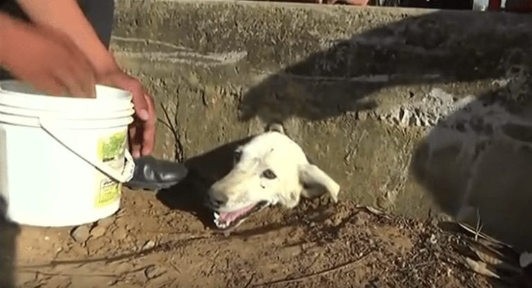 Un grupo de ciudadanos consigue rescatar a una perrita atrapada en un agujero