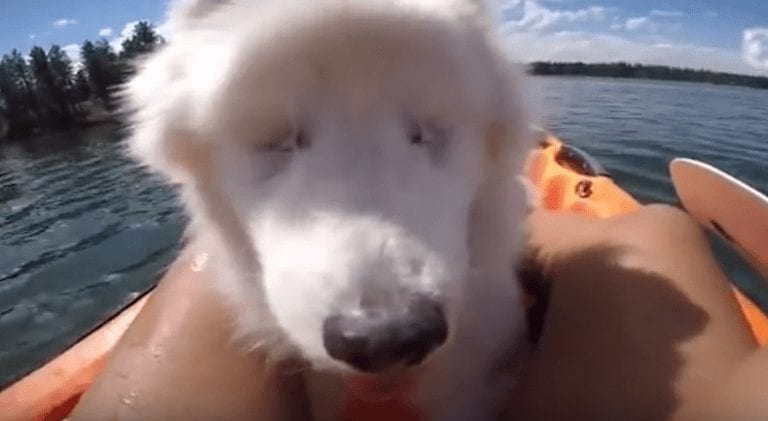 Después de quedarse ciego, este perro descubrió que la verdadera amistad es la salvación