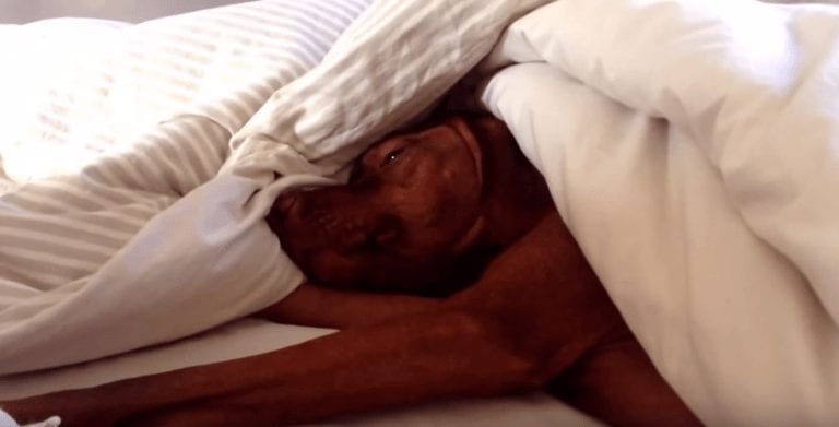 Este perro odia el sonido del despertador tanto o más que tú, pero lo que hace después no tiene nombre