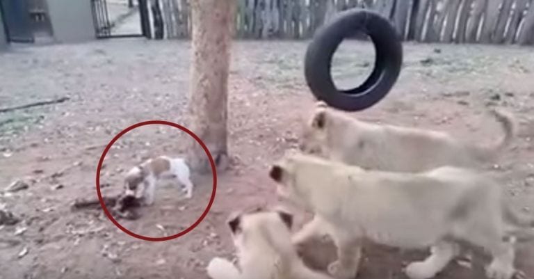¿Quién es capaz de mantener a raya a tres leones? Cuando lo veas no lo vas a creer