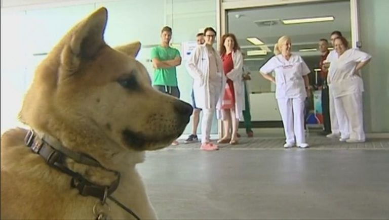 Esta perrita lleva días esperando a las puertas del hospital a que su dueña se recupere y salga