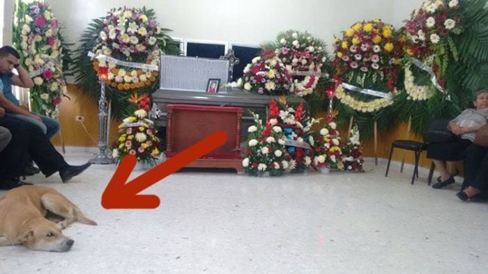 perro funeral propietaria destacada