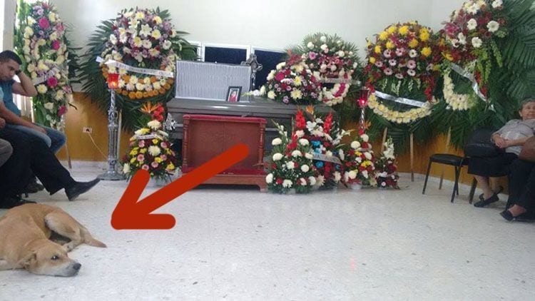 Un perro camina 8 kilómetros para asistir al funeral de su dueña como el fiel amigo que es