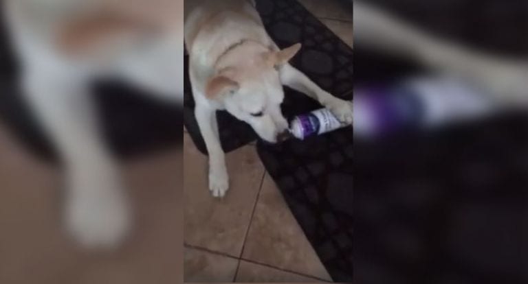 Cuando oyó un ruido en la cocina por la noche, no esperaba encontrar a su perro haciendo esto
