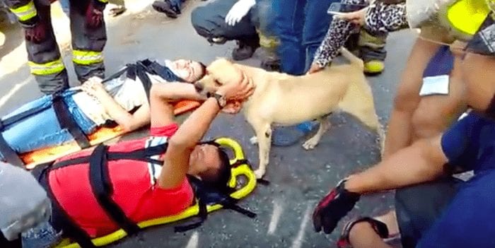 perro socorre humano