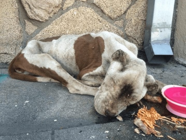 Pesaba solo 11 kg y los veterinarios no creyeron que pudiera sobrevivir, pero estaban equivocados