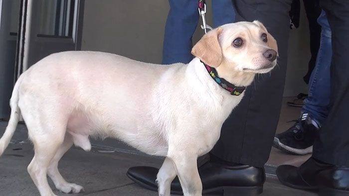 Este perrito presentía lo peor y llevaba razón, mira su reacción cuando lo dejan en la perrera