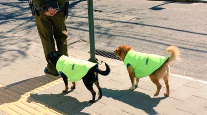 perros rescatados policia destacada