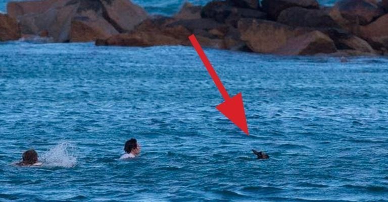 Dos héroes muy singulares salvan a un canguro de morir ahogado en el mar