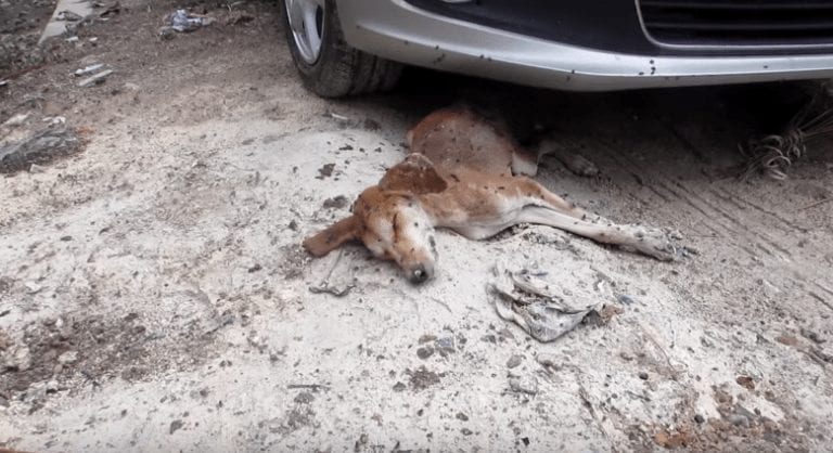 Rescatan a un perro de las calles en tan mal estado que nadie pensaba que pudiera sobrevivir