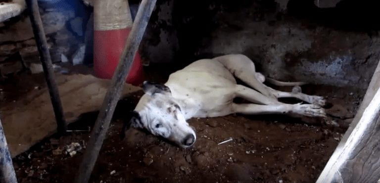 Rescataron a un perro que no podía andar, pero superó todos los obstáculos