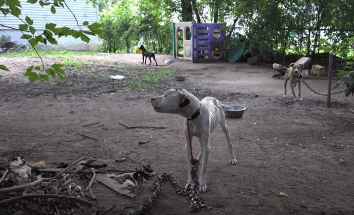 rescate perro limite