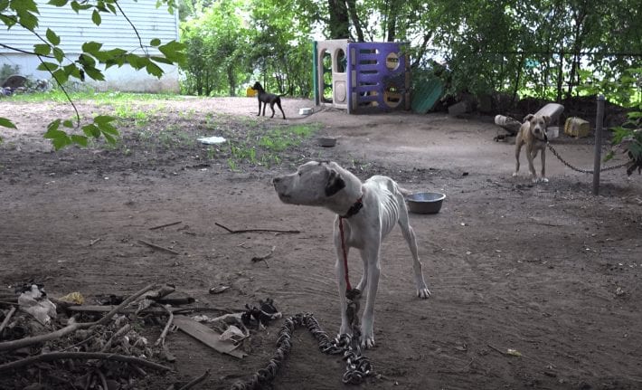 Rescatan a un perro de una casa donde vivía en condiciones límite
