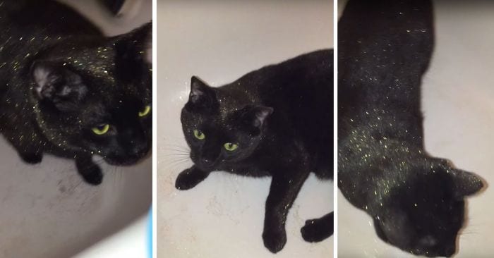 Descubre cómo Salem se convirtió en el gato más glamuroso de todos los tiempos