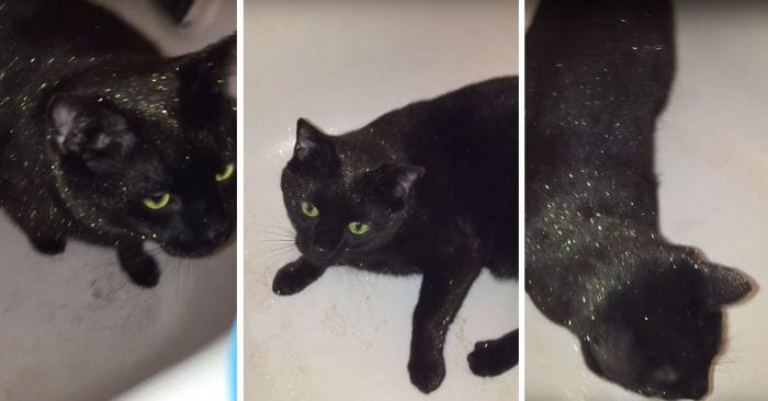 salem gato purpurina