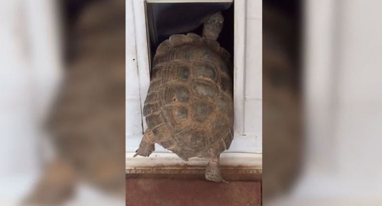 Que una tortuga use una gatera tiene consecuencias que te harán partirte de risa